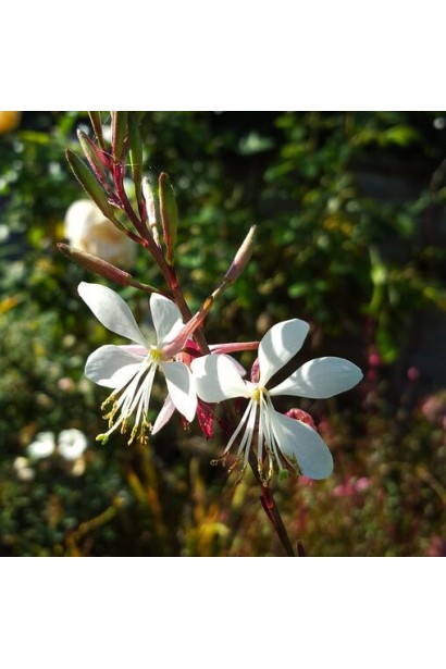 Gaura lindheimeri ’Whirling Butterflies’